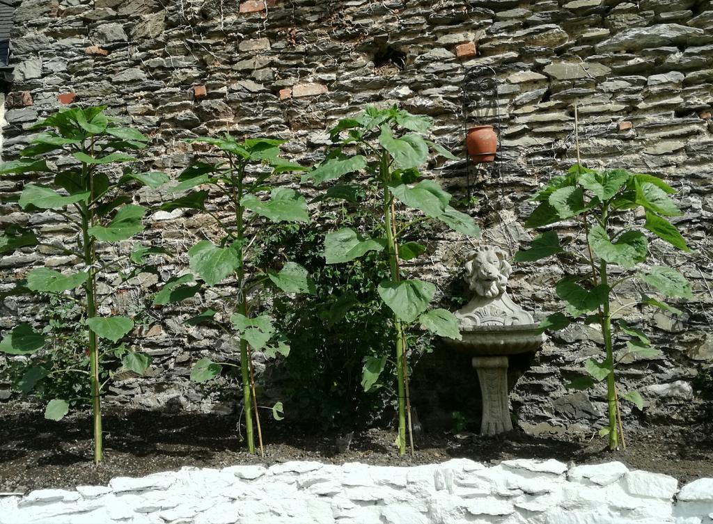 St Vincent Guest House Lynton Zewnętrze zdjęcie